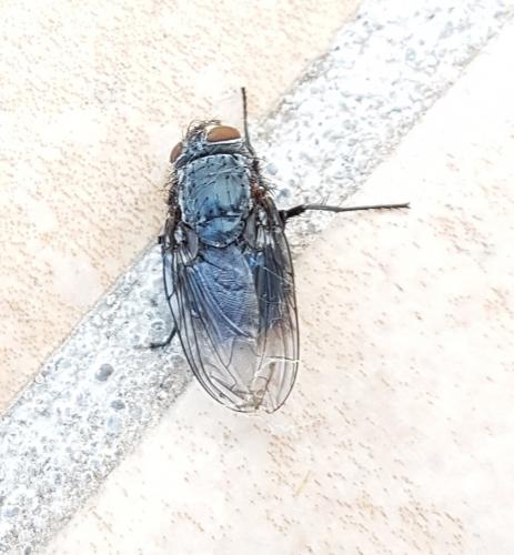 Calliphora vicina